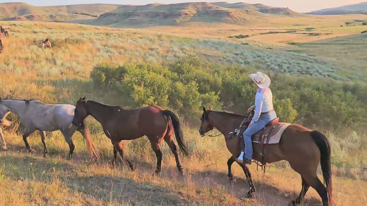 Oliver Hip# 5 Diamond-McNabb Ranch Horse Sale | 2015 Bay AQHA Gelding
