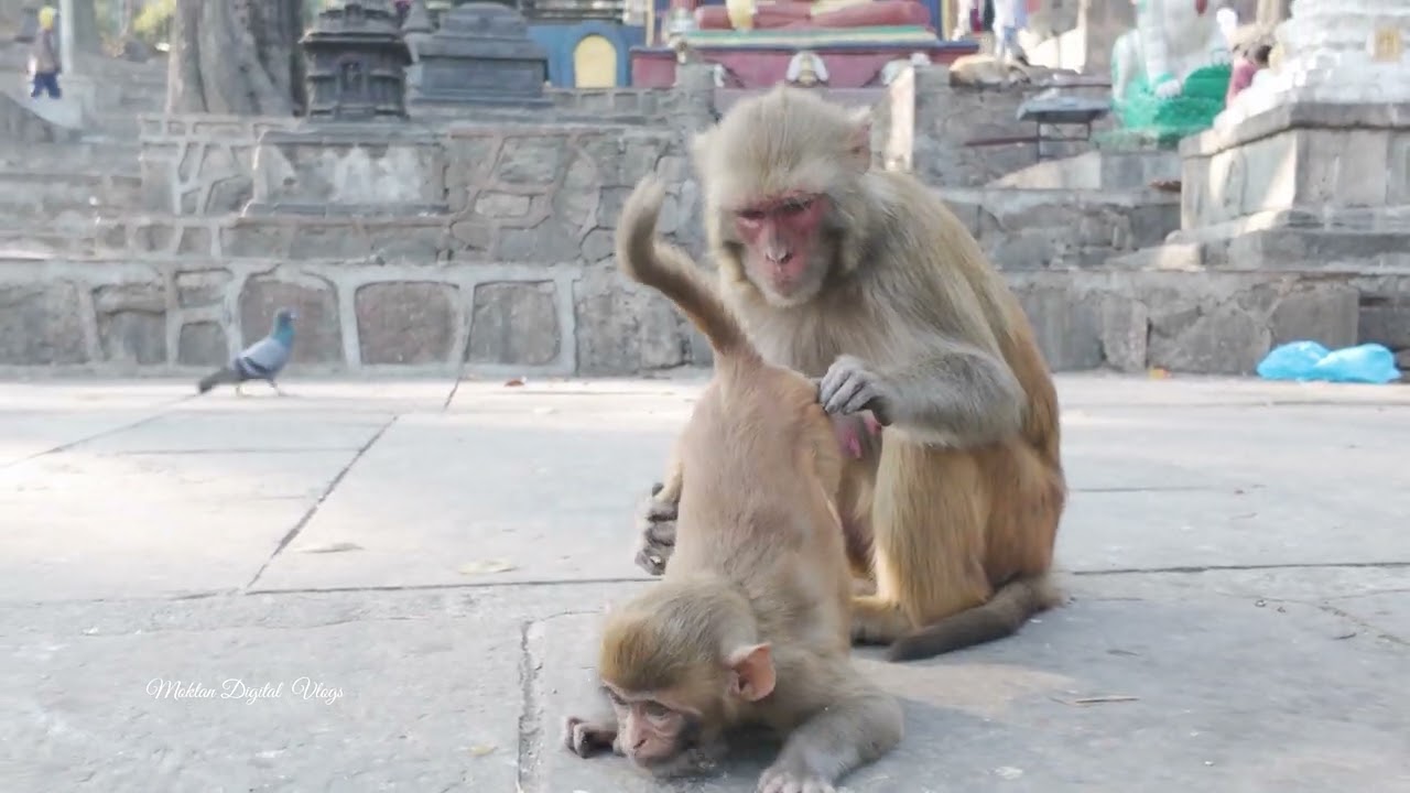 Soyambhunath the Monkey Temple in Kathmandu