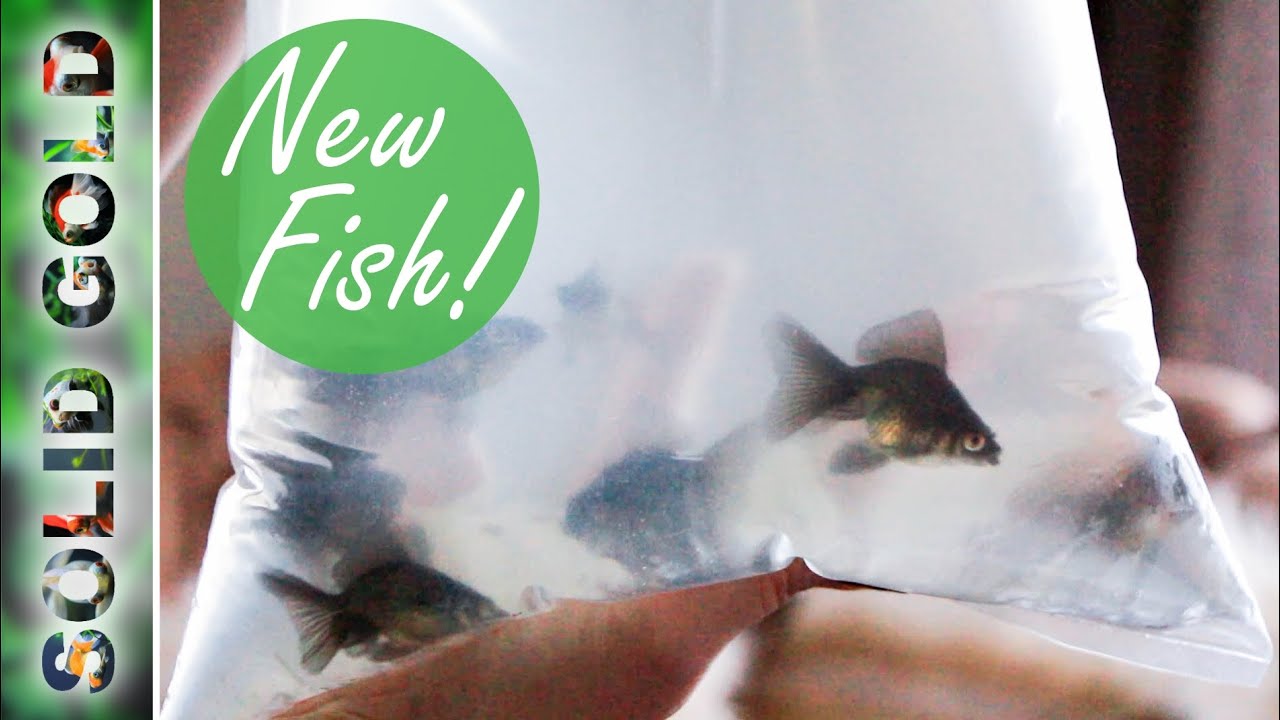 US Bred Baby Broadtail Moors