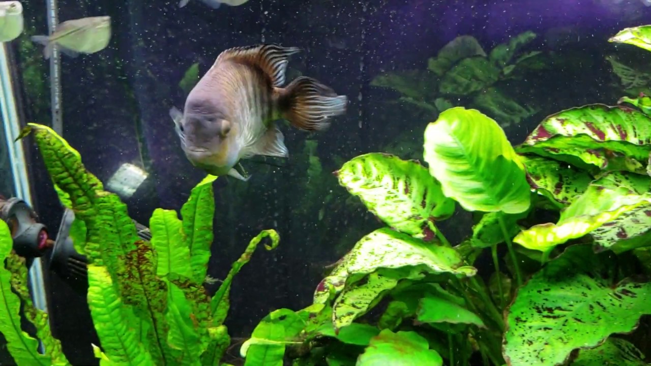 T Bar Cichlid (Cryptoheros sajica)