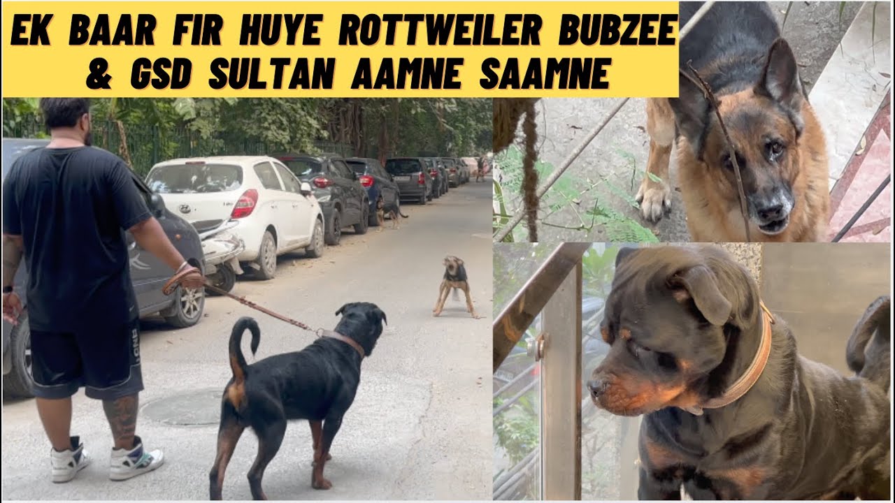 Rottweiler Bubzee Ne Kari Aaj Sultan And Indie Street Dog Se One On One Fight