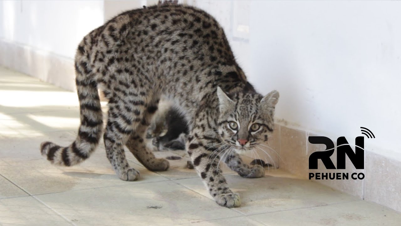 Aparicion de gatos monteses en el pueblo