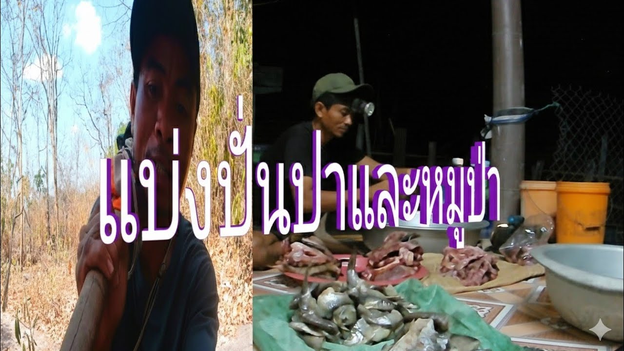 เดีนทางกับบ้านหาบปาและหมูป่า//ເດີນທາງກັບບ້ານຫ້າບປາແລະໝູປ່າ//พราน ทองแท้//22.ก.พ.2026