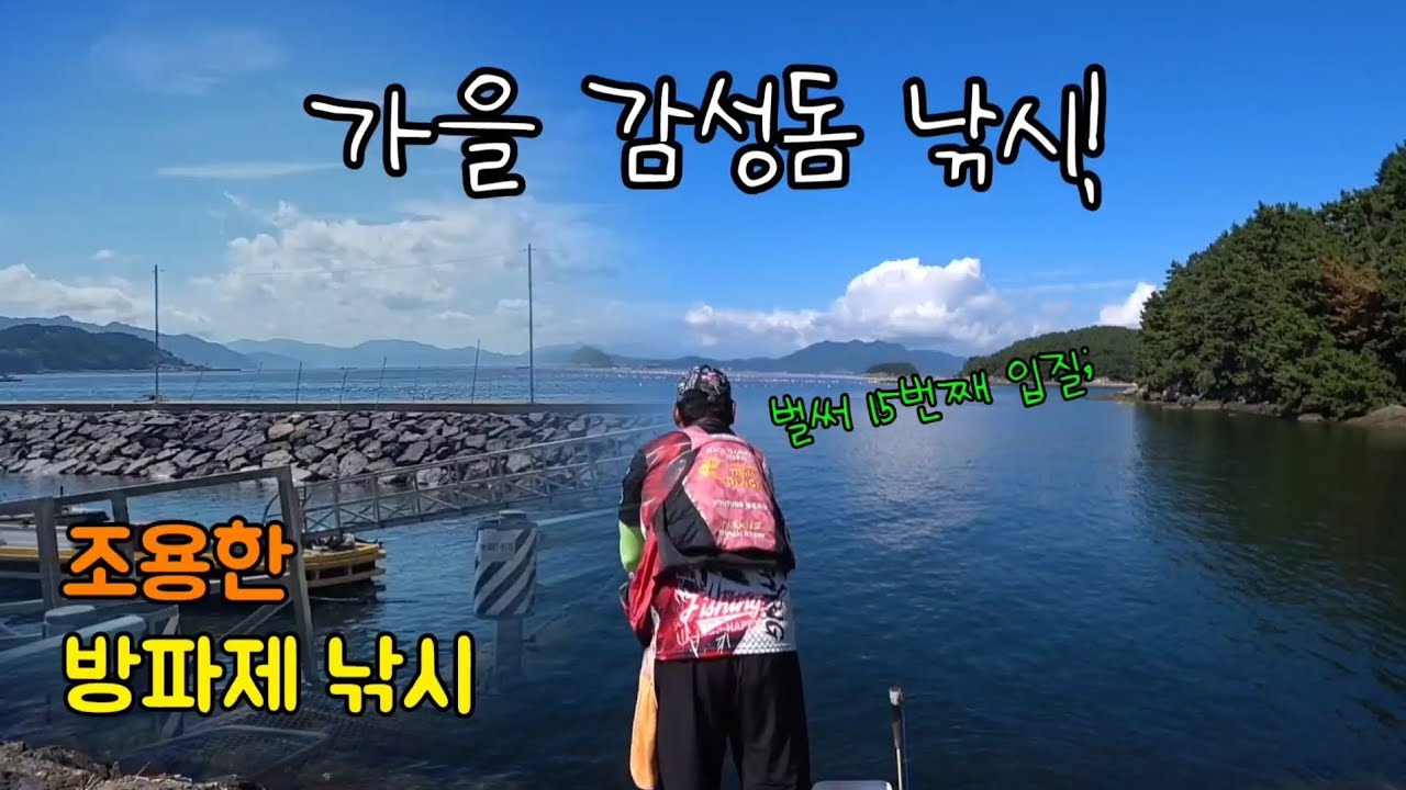 가을 감성돔 낚시 / 혼자 방파제 낚시 / 도보 방파제 / 넣은지 1분 만에 줄줄이 감성돔 / 젖지않은날 없는 / 방파제 청소하기 / 낚금해제