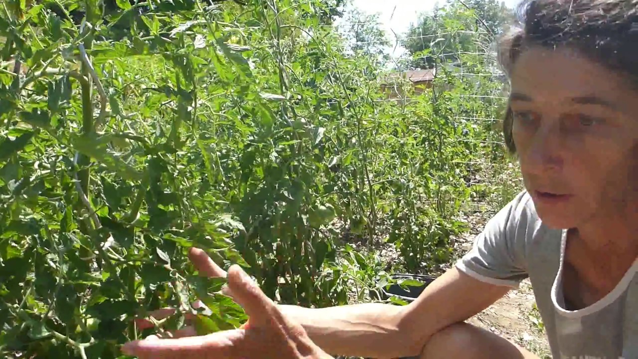 La cura dei pomodori