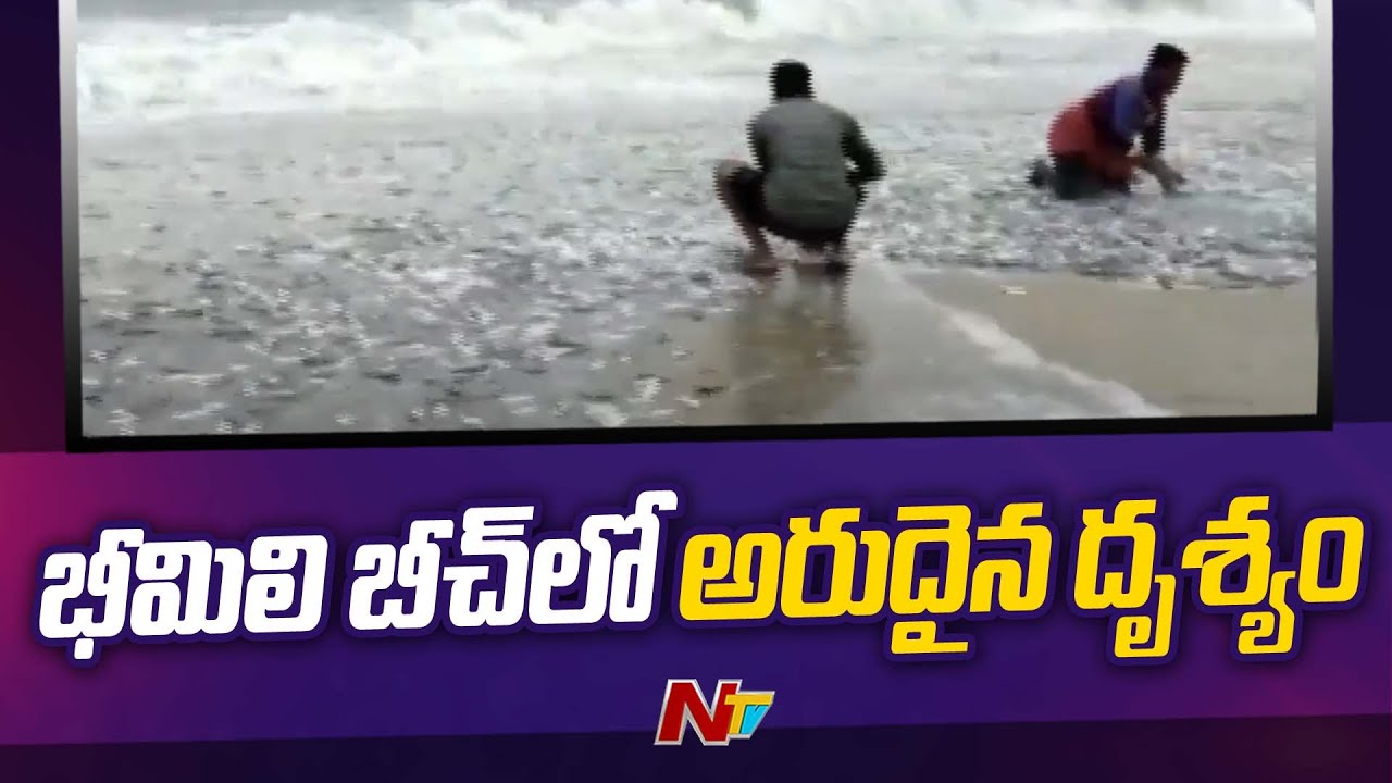 సముద్రపు అలలకు కొట్టుకొచ్చిన చేపలు | Fishes Washed Ashore at Bheemili Beach | NTV
