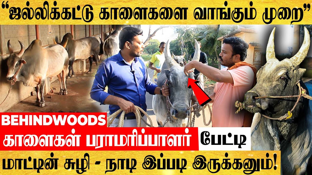எந்த ஜல்லிக்கட்டிலும் பிடிபடாத மாடு! சும்மா நின்னு விளையாடும்! காளைகளின் பராமரிப்பாளர் பேட்டி