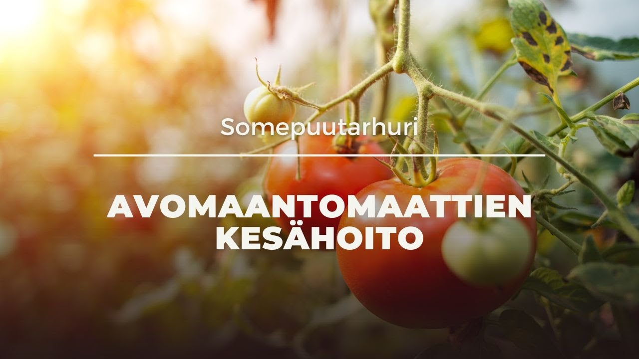 Somepuutarhuri: Avomaantomaattien kesähoito