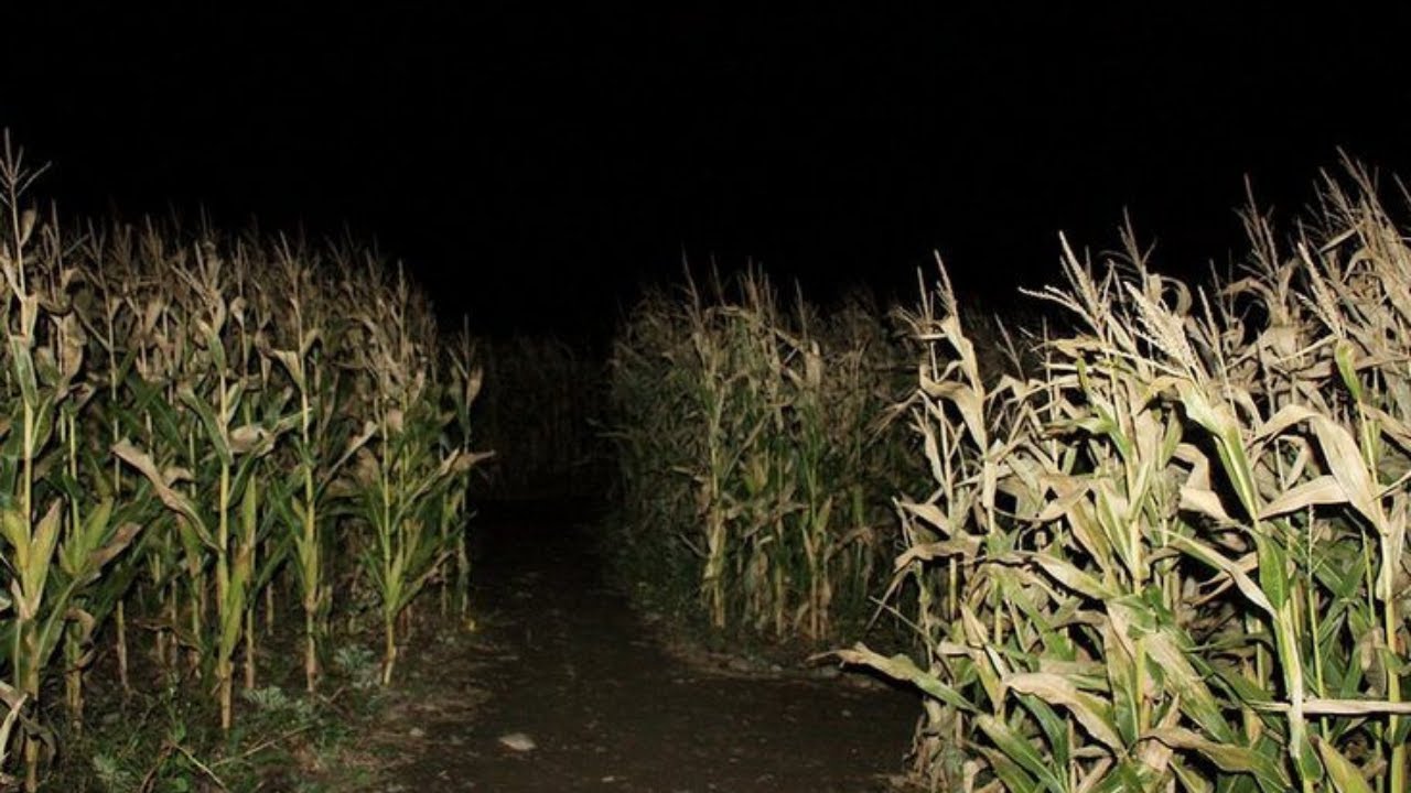 ghostcore images with the yume nikki soundtrack