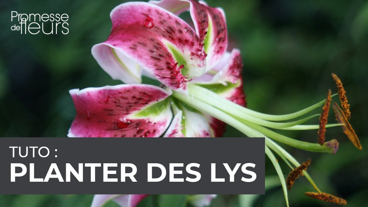 Tuto : Planter des Lys
