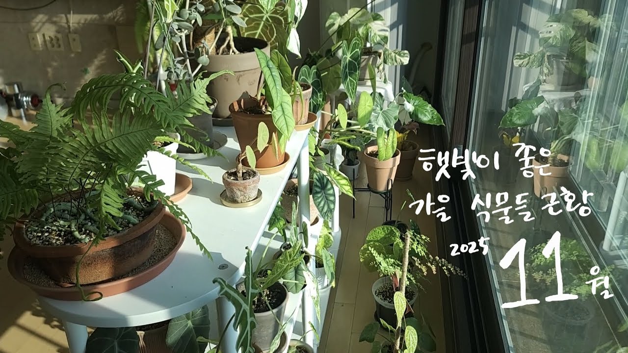 11월) 햇빛이 좋은 가을날 식물들의 근황