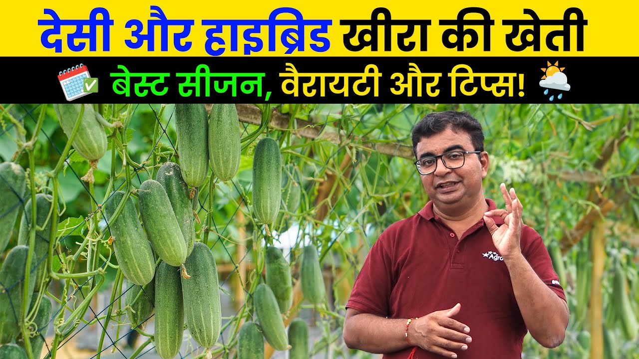 Khire ki kheti सही समय और तरीके से | Best variety | Cucumber Farming | AgroStar