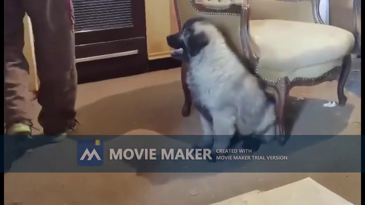 DRESURA SARPLANINACA SEM ZOKI CEMERNICKI 90  DANA