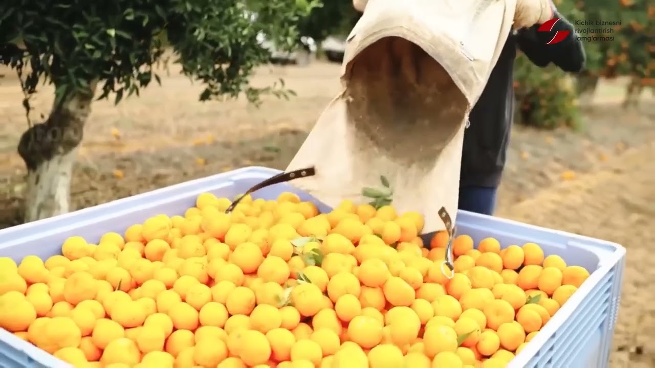 Mandarin yetishtirish loyihasi