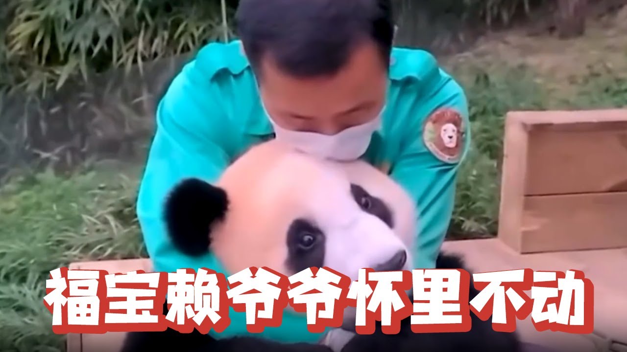 福宝不想下班，赖在爷爷怀里一动不动，画面实在太温馨了【追娱秀场】