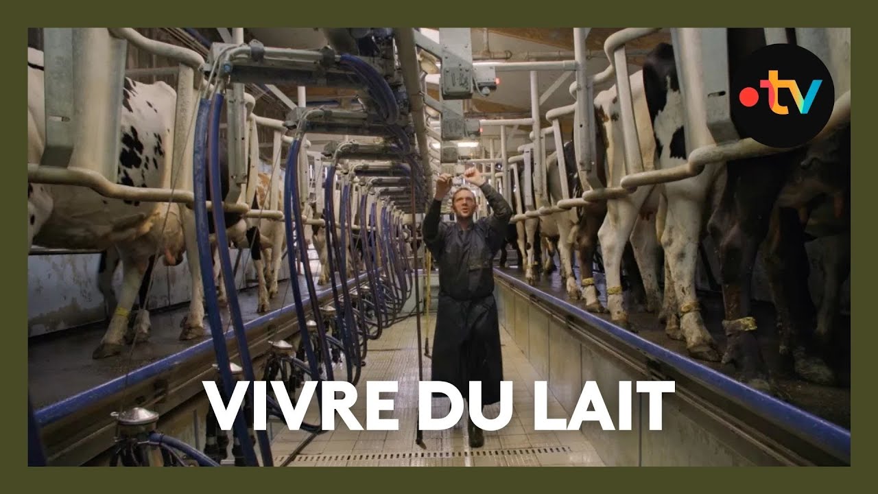Vivre du lait, le difficile quotidien des éleveurs laitiers | Documentaire