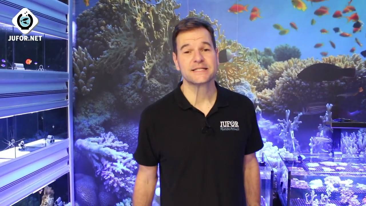 Corales FÁCILES de mantener en mi ACUARIO MARINO 🐠
