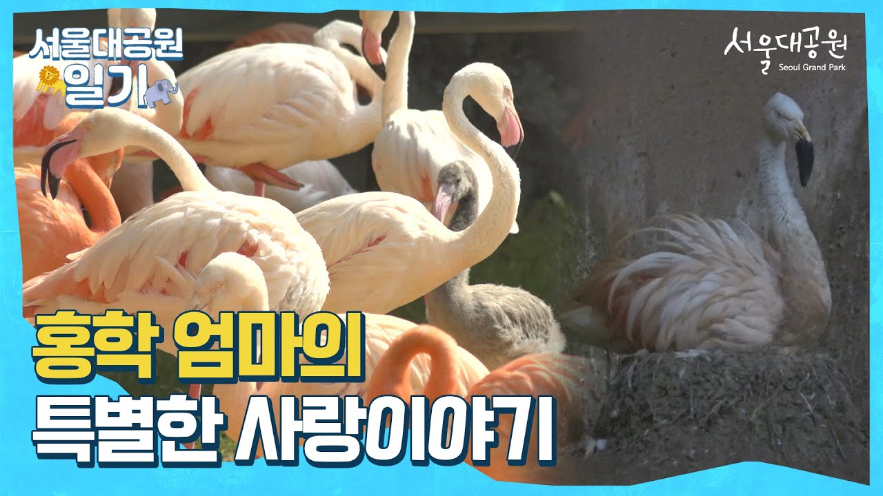 홍학 엄마의 특별한 사랑이야기🦩💕ㅣ서울대공원 일기