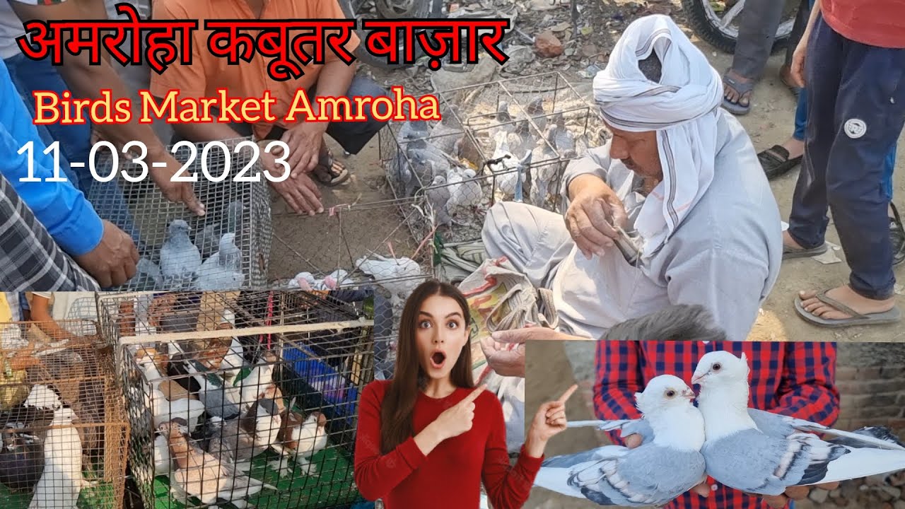 Amroha kabootar market 11-03-2023. अमरोहा कबूतर बाज़ार। Gola kabootar market. Bird market India.