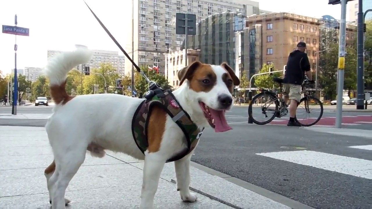 Jack Russell Terrier Batman. Downtown.