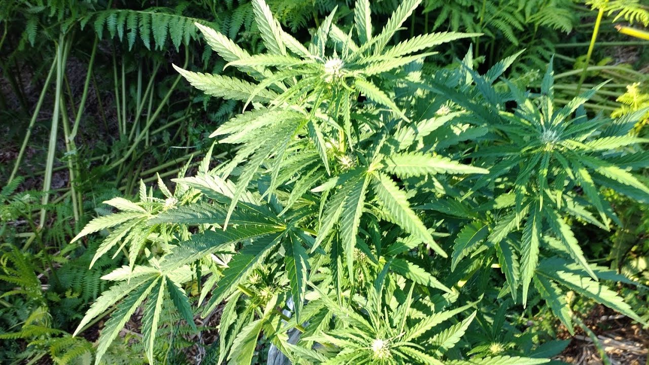 outdoor grow UK