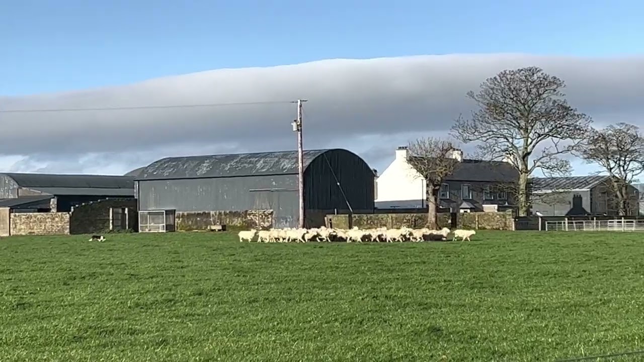 L Conn Rockface Cap | Flock of Sheep video