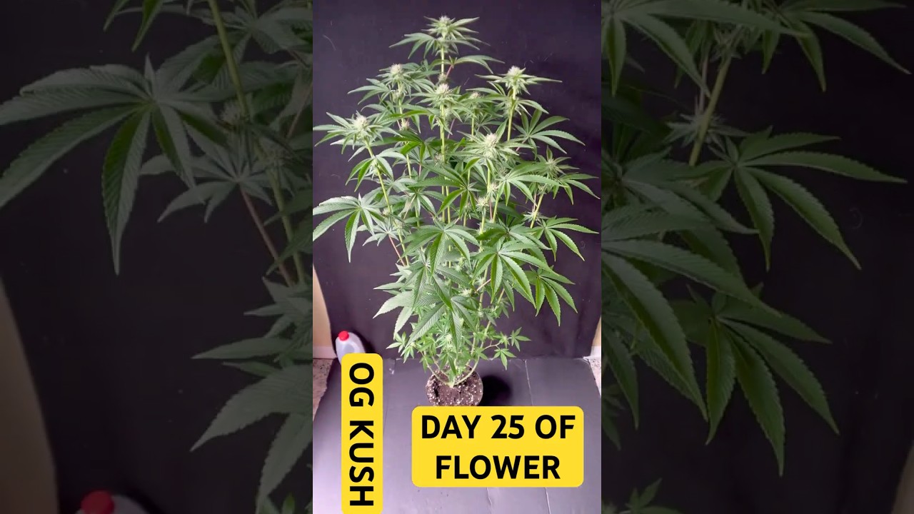 OG KUSH (DAY 25 OF FLOWER)