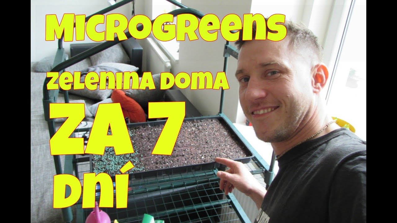 Microgreens čerstvá zelenina doma každých 7-14 dní (1.díl Co je Microgreens + Výsev)