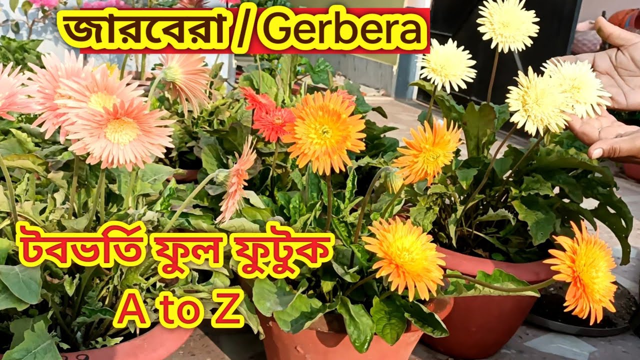জারবেরা/ Gerbera টব ভর্তি ফুল নিন। পরিচর্যা A to Z