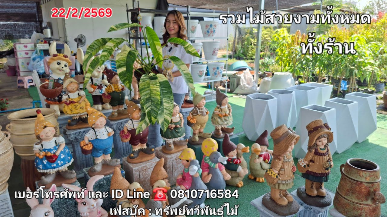  ☎️ 0810716584รวมไม้ทั้งร้าน อัลโบ้ลายเสือสวย ไทคอนต้นใหญ่ หน้าวัวใบ ไม้แดด   ไม้ประดับ อโกลนีมา