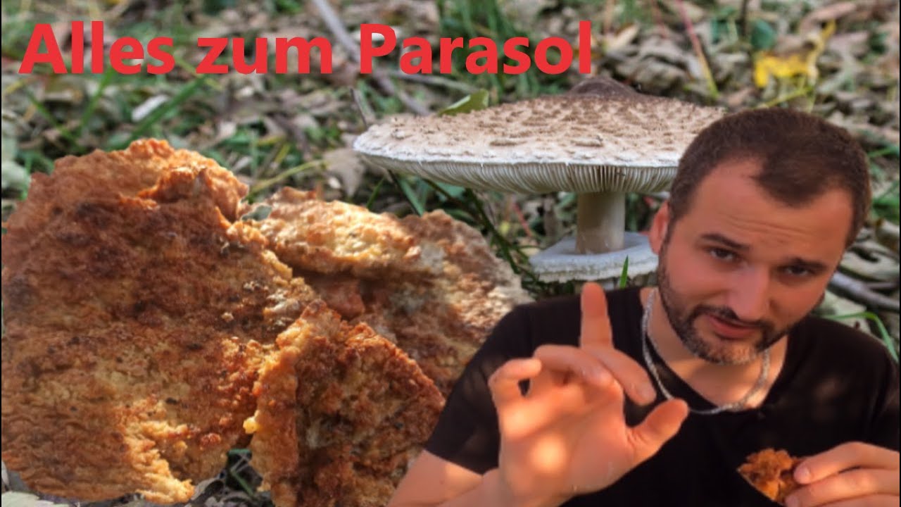 Parasolpilz finden & zubereiten | Schirmpilze zubereiten, Riesenschirmpilz, Speisepilz, Parasol