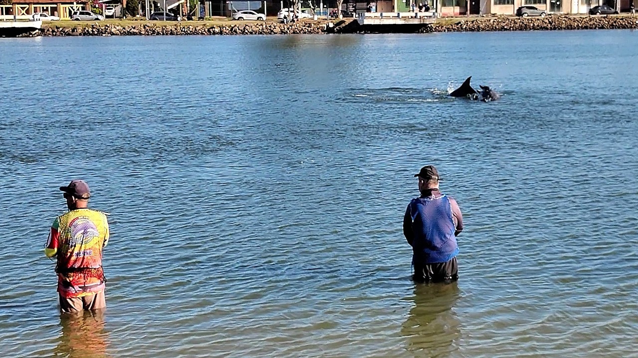 Botos flertando e acasalando, bem como pescas de tarrafas, Barra de Tramandaí, RS. #botosdabarra