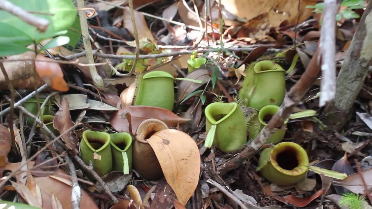 Nepenthes Ampullaria - Borneo - Bako National Park