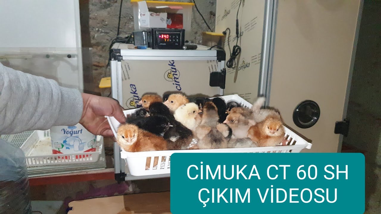 #Cimuka CT 60 SH kuluçka makinesi çıkım performansı 27 Aralık