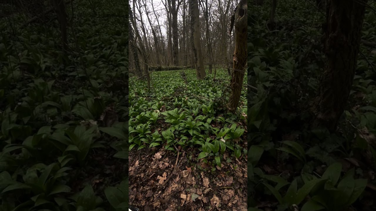 Erstes real-life video 