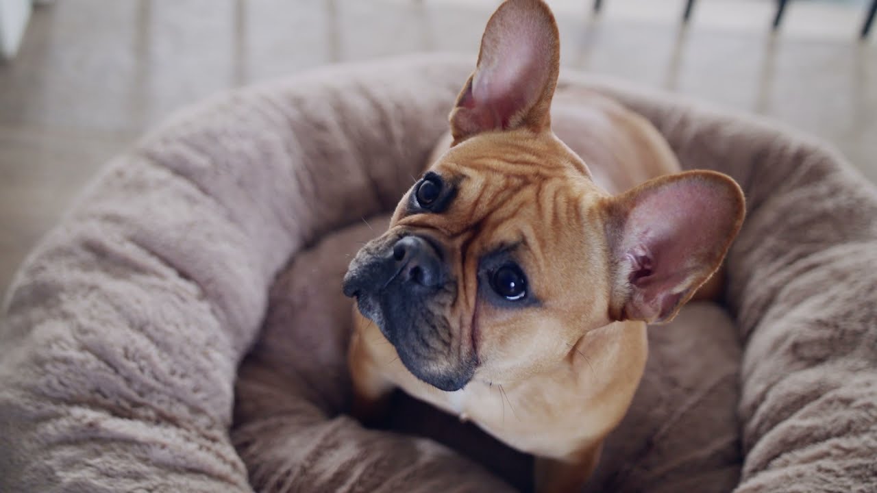 Dreameazzzy Dog Beds