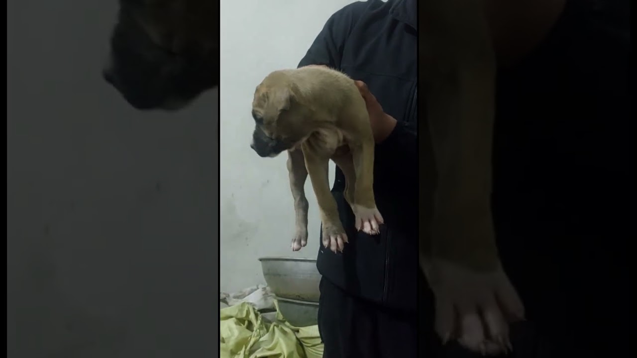 Red fawn colour male 1 female 2 Pakistani bully sale 9143570007 
