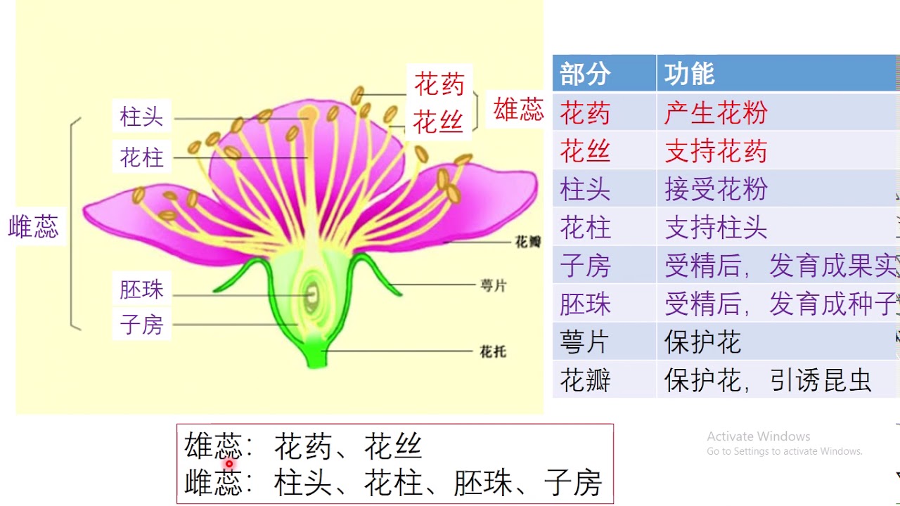 初中二 科学 上册 第6章(3a) (花的结构）