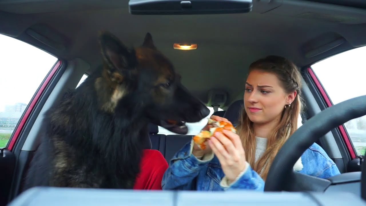 My Dog loves Annoying my Girlfriend (HILARIOUS RELATIONSHIP) part 2