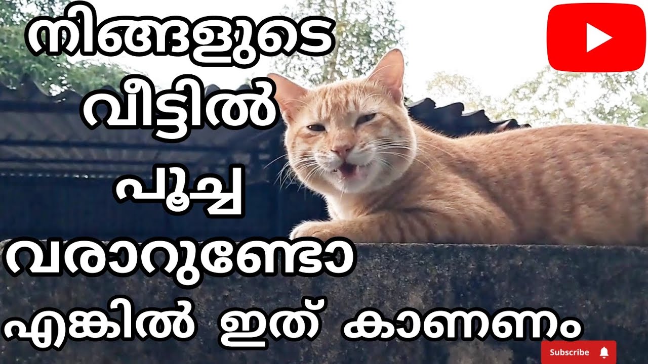നിങ്ങളുടെ വീട്ടിൽ പൂച്ച വരാറുണ്ടെങ്കിൽ തീർച്ചയായും ഇത് കാണണം 🥰audio credits puranam kaadhakal 