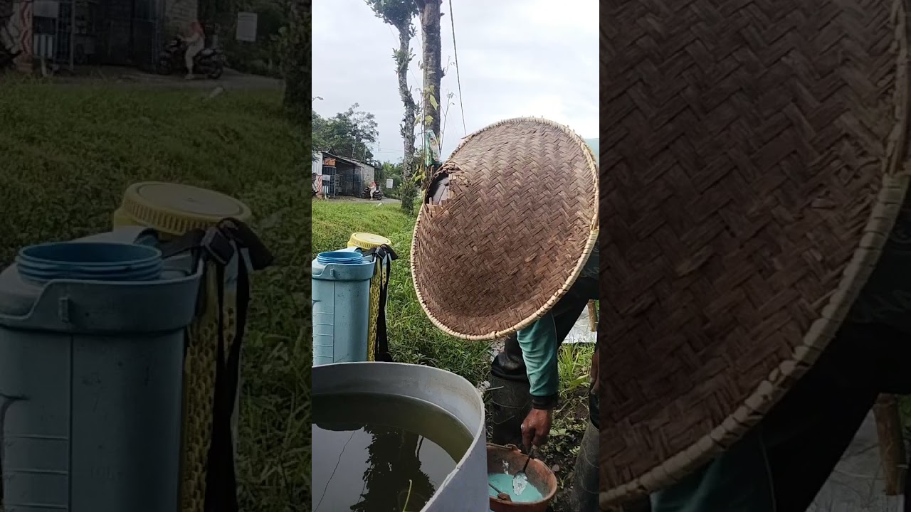 Cara mengatasi bercak daun cabai