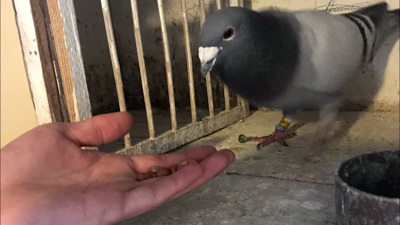 Der Stand | Brieftauben.