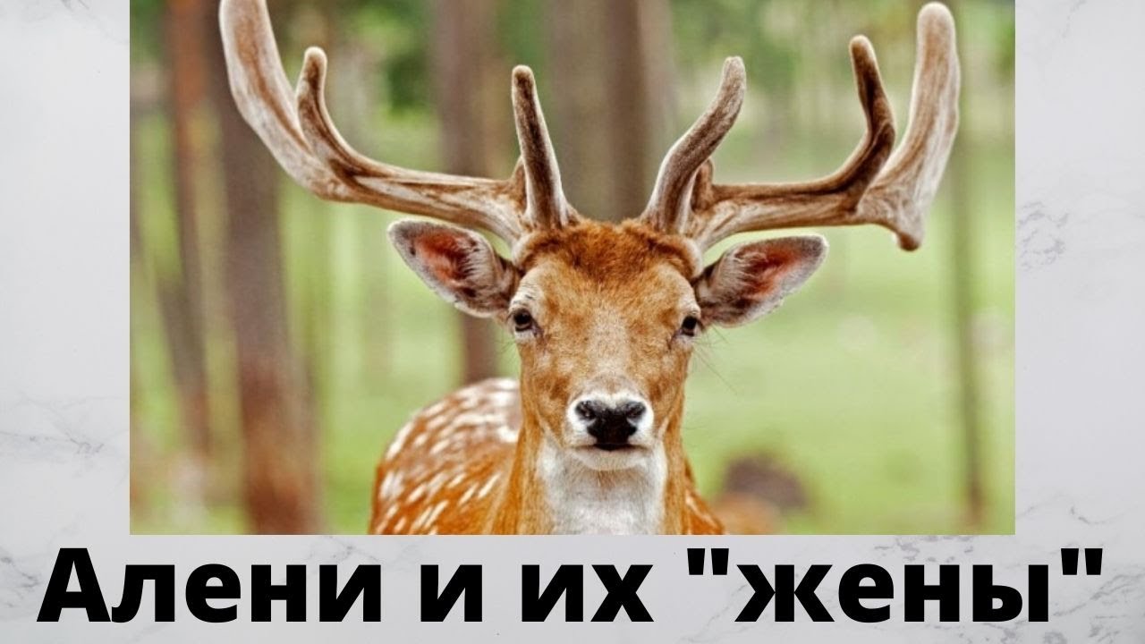 Что ждет Рогатых Мужиков в будущем?