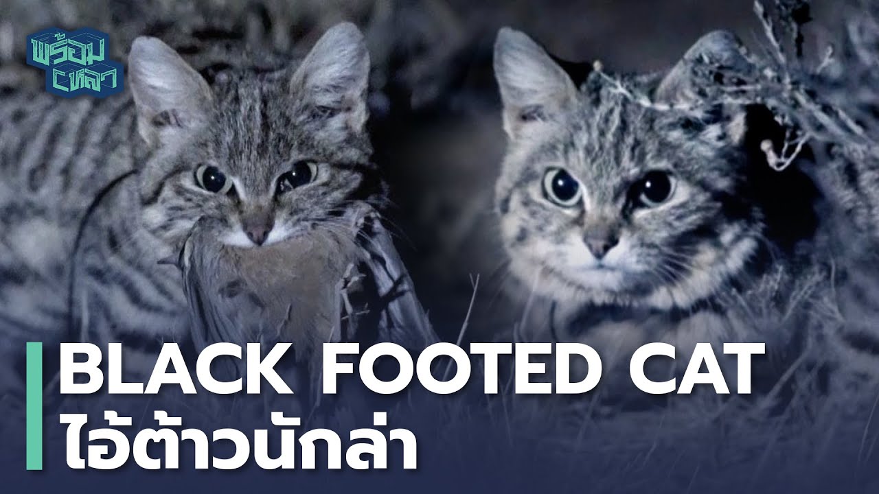 แมวนักล่าที่ร้ายกาจที่สุดในโลก! Black-footed cat