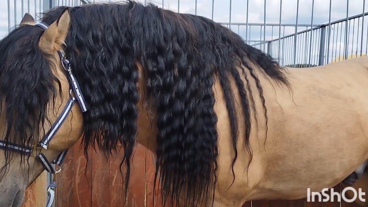 ЛОШАДИ🐎 ЖЕРЕБЕЦ БЕЛОРУССКОЙ УПРЯЖНОЙ🐴💪👍
