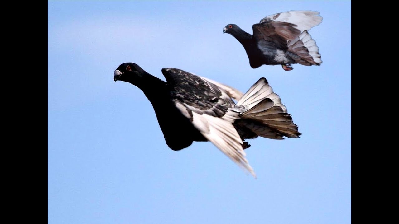 MiGUEL CABELLO DE ALBA