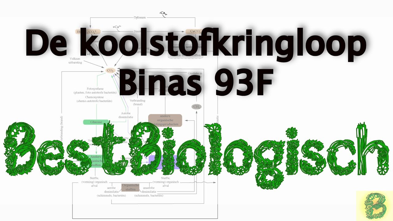 Koolstofkringloop, Binas tabel 93F