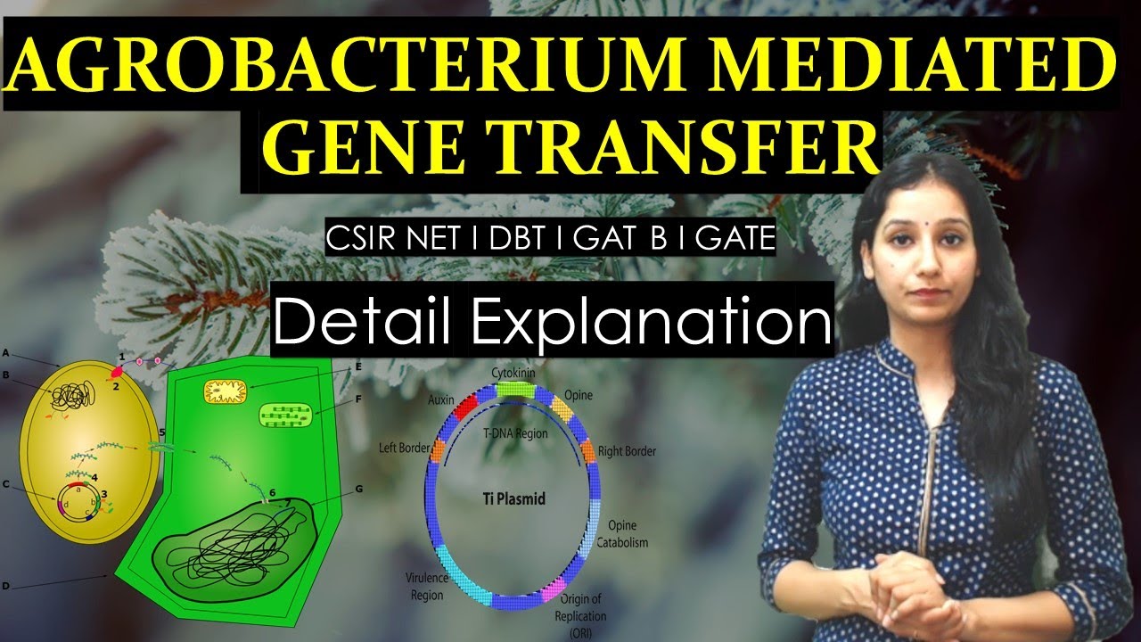 Agrobacterium tumefaciens mediated gene transfer I RDT I DBT I GAT B I CSIRNET I GATE I BARC I
