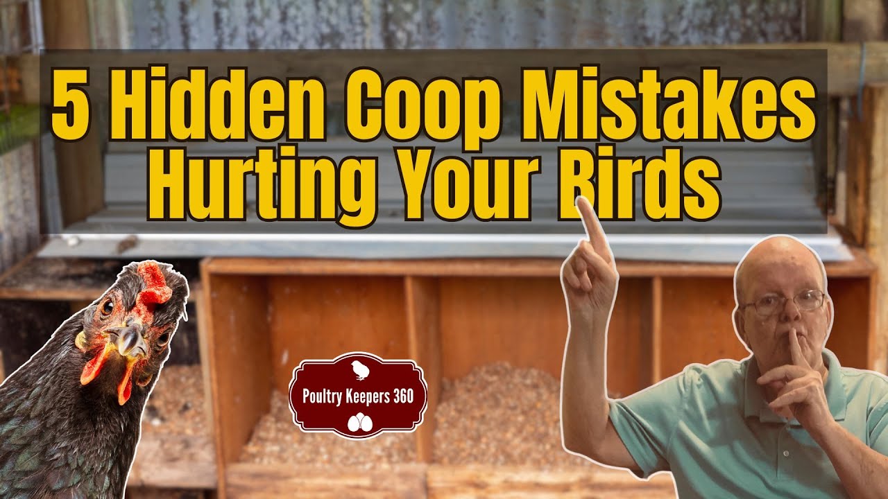 5 Hidden Coop Mistakes That Are Hurting Your Birds