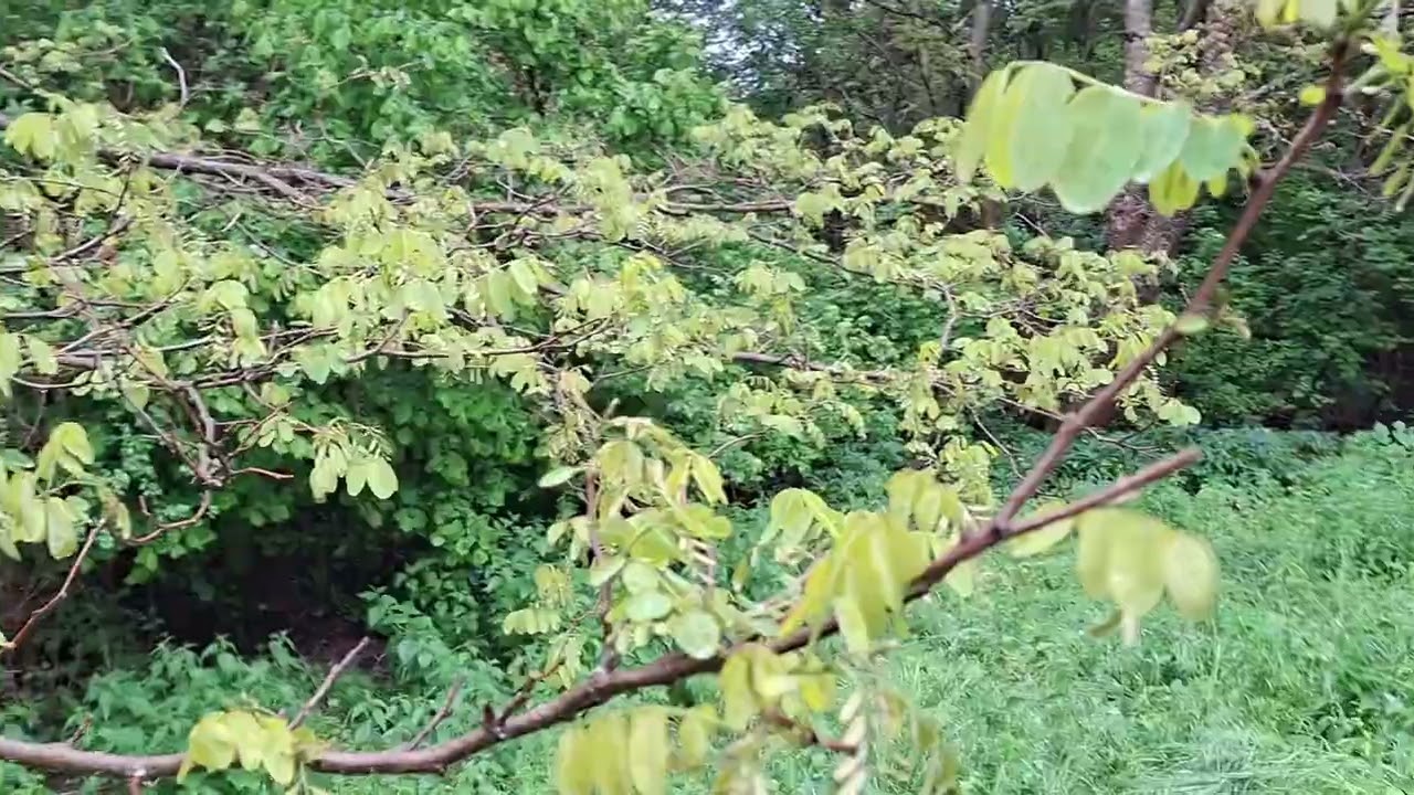 Ще има ли акациева паша 2025?